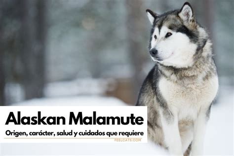 Alaskan Malamute Dog Breed Information Characteristics