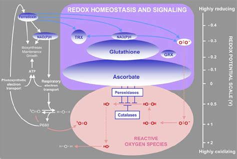 Reductantantioxidantoxidant Interactions In Redox Homeostasis And