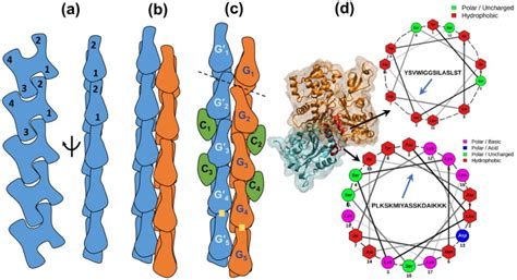 Molecular And Structural Basis Of Actin Filament Severing By ADF