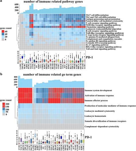 The Immune Related KEGG Pathway Enrichment Analysis Of 33 Types Of