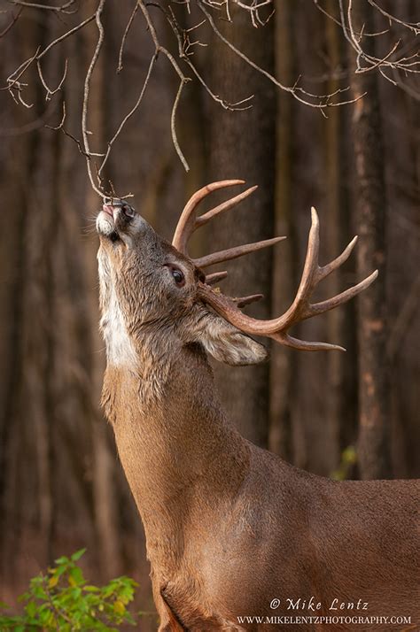 White Tailed Deer Mike Lentz Nature Photography