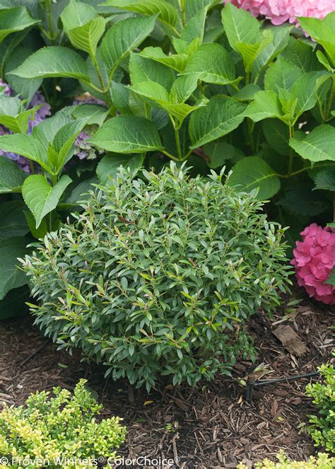 Gem Box® Inkberry Holly Ilex Glabra Proven Winners