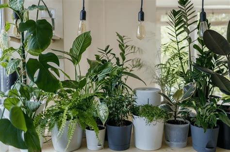 Plantas Que Crecen R Pido Para Aquellos Que No Les Gusta Esperar