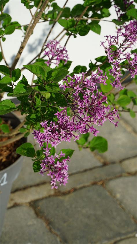 Lilak Bloomerang Dark Purple Pbr Syringa Bloomerang Dark Purple Pbr