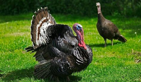 Heirloom Bronze Turkey – Breed Profile - The Hip Chick