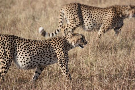 Images Gratuites La Nature Aventure Faune Sauvage Félin