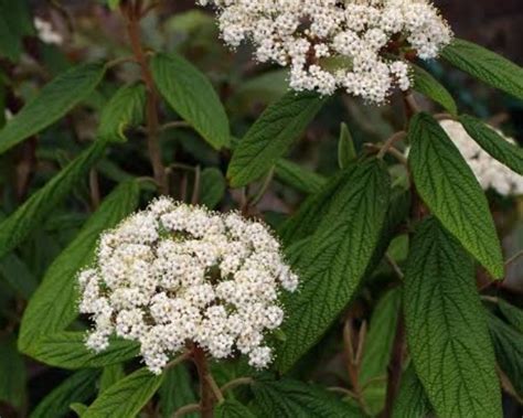 21 Types Of Viburnum Shrubs Trees And Hedges With Pictures Mississippi Greens