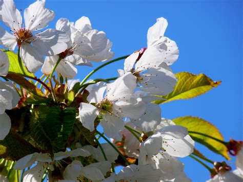 Fondos De Pantalla Luz De Sol Flores Naturaleza Rama Flor