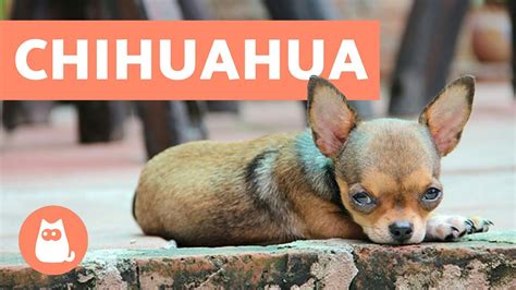 Curiosidades Sobre Los Chihuahua Tiposdegatos