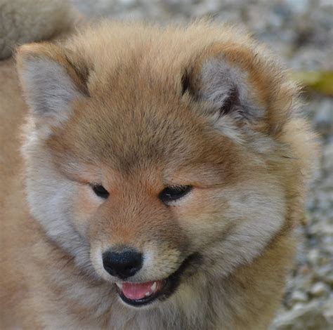 Woolly Shiba — Royal Kennels