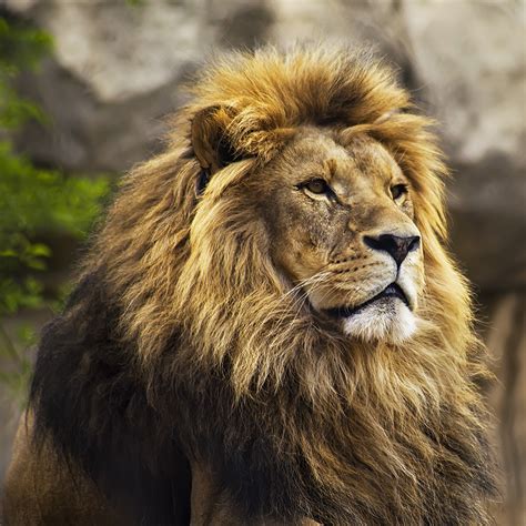 de lion  animal photo de lion lanimal ajruz