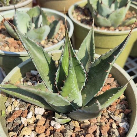 1g Agave Montana Cactus Jungle