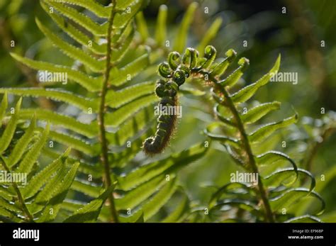 Alpine Lady Fern Stock Photo Alamy