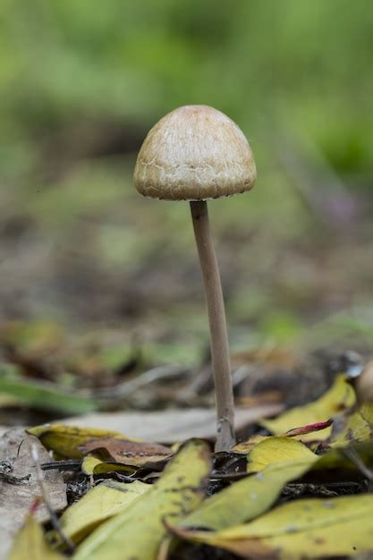 Free Photo Panaeolus Papilionaceus Petticoat Mottlegill Fungus