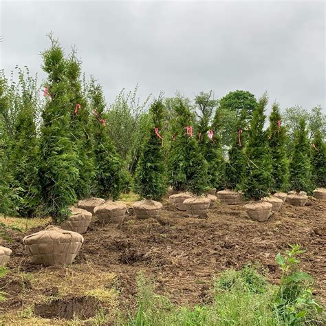 Thuja Green Giant Growth Rate: Understand & How To Promote