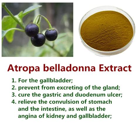 Atropa Belladonna For Medicine And Cosmetic Belladonna Buy