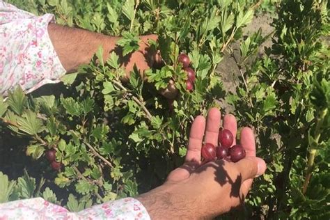 Variedades De Grosella Espinosa Mejores Especies Con Una