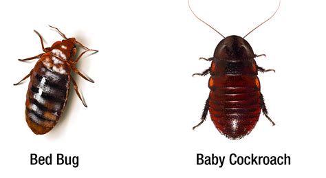 Bugs That Look Like Roaches A Guide For Identifying Roaches Pest