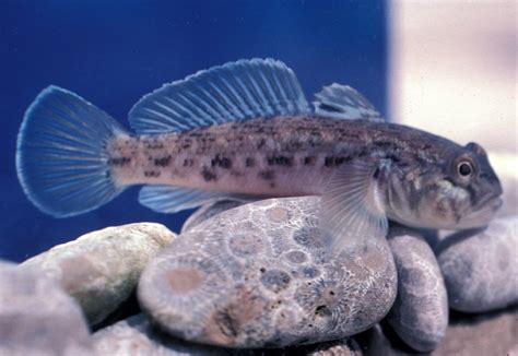 Top 5 Freshwater Goby Species For Your Fish Tank (Care Guide)