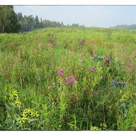 Mix 128 Northern Wetland Meadow Mix Roundstone Native Seed Company