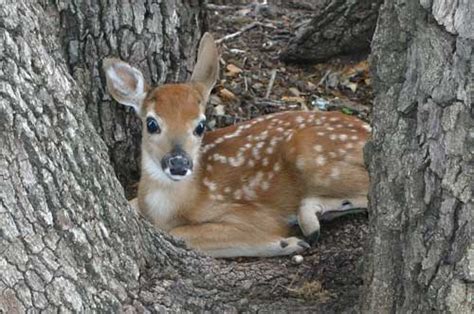 Deer Photos Fawns