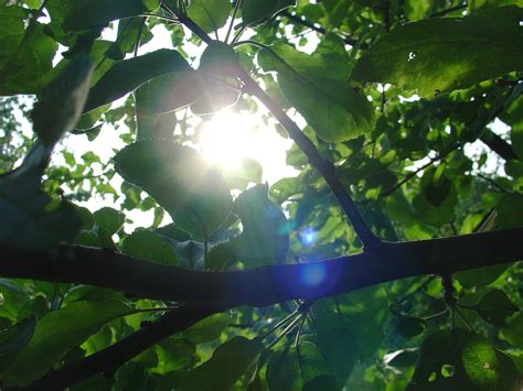 Kostenlose Foto Baum Natur Wald Ast Licht Sonnenlicht Blatt