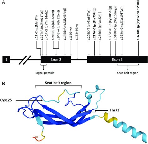 Summary of TSHB variants in patients with central congenital ...