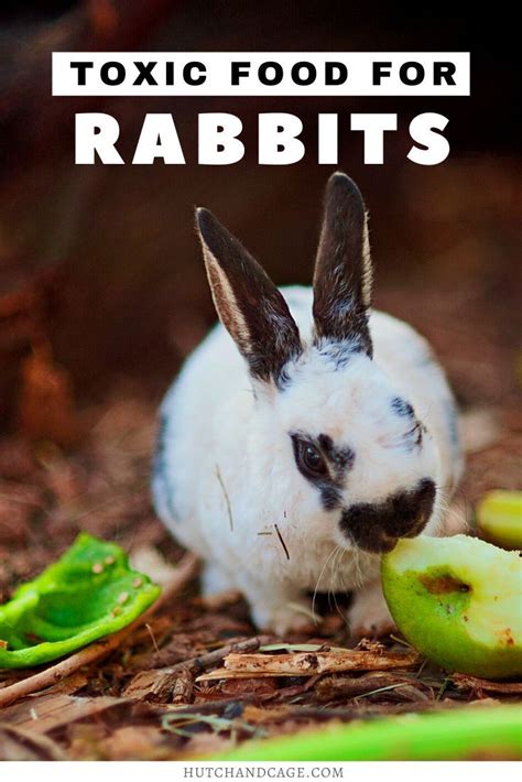 Toxic Food For Rabbits Rabbit Food Pet Rabbit Care Toxic Foods