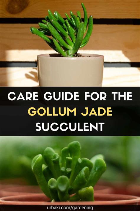 Care Guide For The Gollum Jade Succulent Jade Succulent Succulents