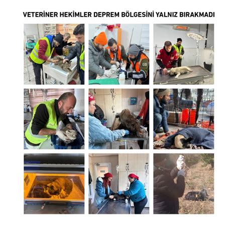 VETERİNER HEKİMLER DEPREM BÖLGESİNİ YALNIZ BIRAKMADI Türk Veteriner