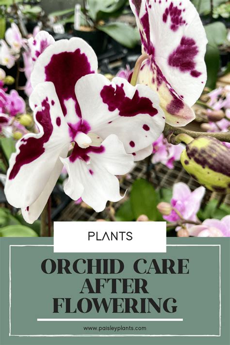 Orchid Care After Flowering - Paisley Plants