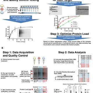 Western Blotting Data Analysis Workflow Example Using Contrived Data