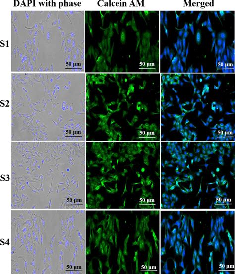 The fluorescence of calcein AM–DAPI Staining images of NIH3T3 cells ...