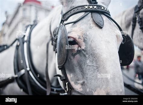 White kladruber horse in carriage in Prague center Stock Photo - Alamy