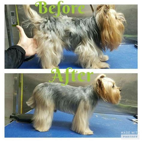 -repinned- Before & after Yorkie grooming | Dog grooming tubs, Dog ...