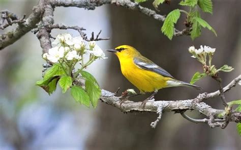 How To Recognize And Understand Bird Songs And Calls