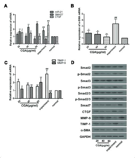 Effects Of Cga On The Tgf β1mir 21smad7 Signaling Pathway In Lx2