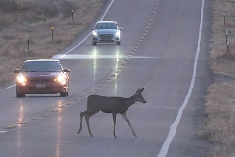 Twra Dont Veer For A Deer On Tennessee Roadways Atelier Yuwaciaojp