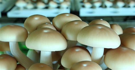 Hydroponic Mushrooms: A Fungi Fantasy - Urban House Garden