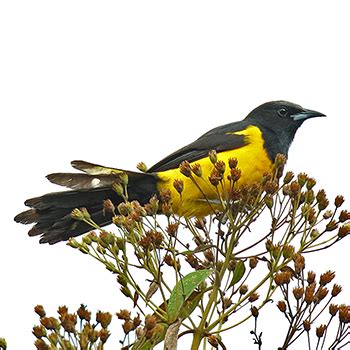 Birdfinders Birdwatching Holidays Honduras Pico Bonito