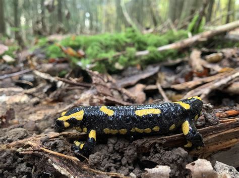 Salamandra Salamandra La Salamandre Tachet E Vallerois L Flickr