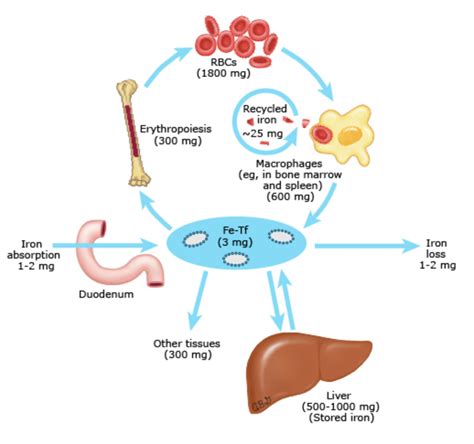 Iron Deficiency in Kids: Time for More Spinach | BROWN MED-PEDS