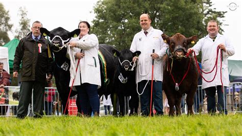 Coolermoney Cow Wins NI Aberdeen Angus Championship Aberdeen Angus