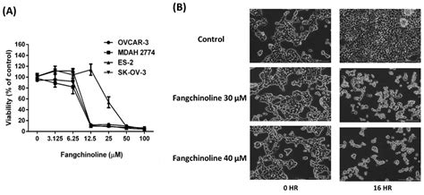 Ijms Free Full Text Novel Aurora A Kinase Inhibitor Fangchinoline