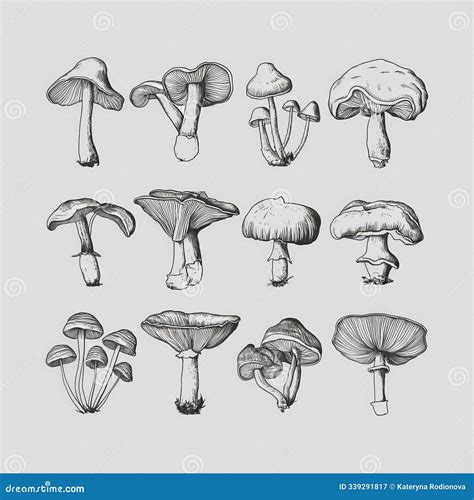Collection of Mushrooms of Different Kinds and Shapes Stock