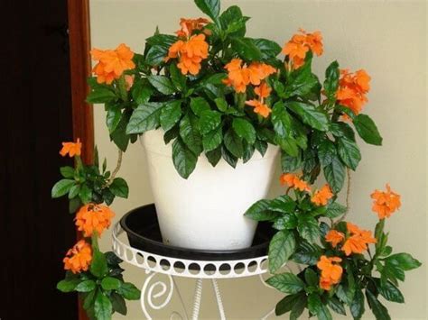 Tips For Taking Excellent Care Of Kalanchoe Plants Artofit