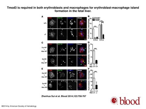 Tropomodulin Null Mice Are Embryonic Lethal With Anemia Due To