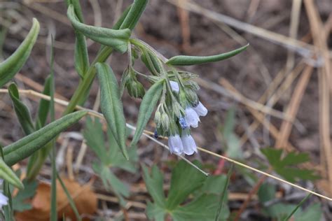 Fendler S Bluebell From Los Alamos County Nm Usa On April At