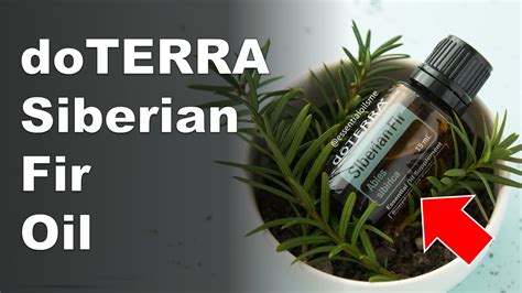 Doterra Siberian Fir Essential Oil Benefits And Uses