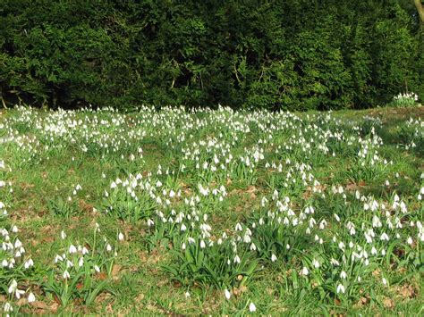 Galanthus Plicatus - Plant Profile - Alpine Garden Society